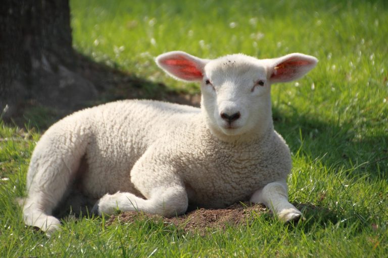 easter, lamb, cute-4136364.jpg